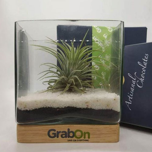 Airplant Terrarium